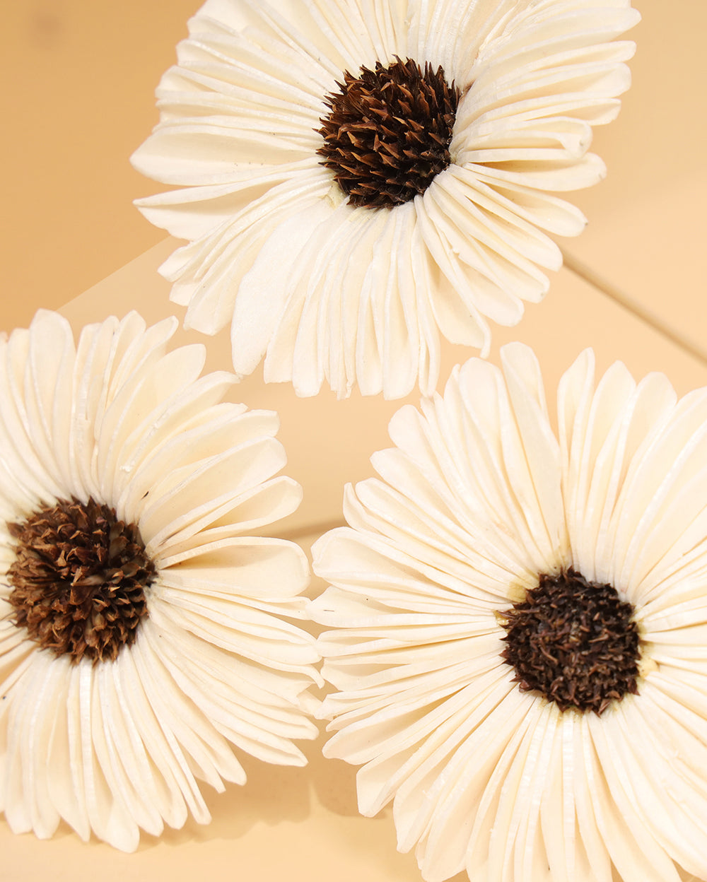 Snowy sunflower