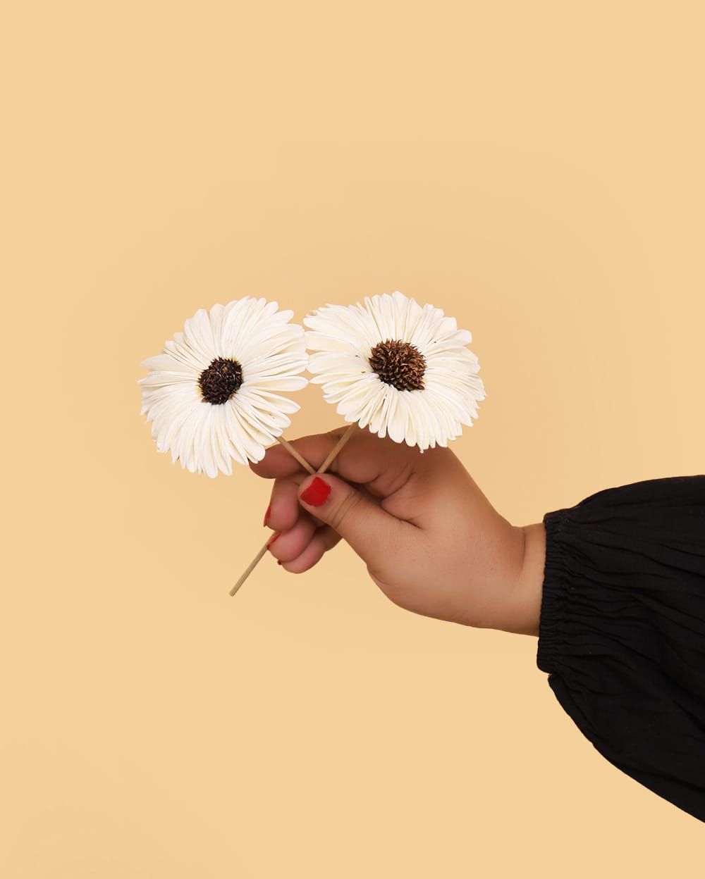Snowy sunflower